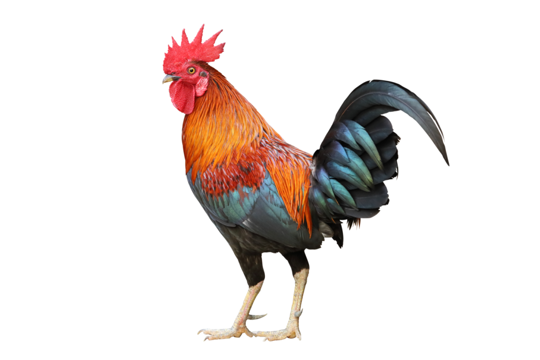 a rooster standing on top of a white surface
