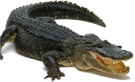 an alligator with its mouth open