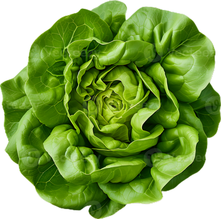 a green flower on a white background
