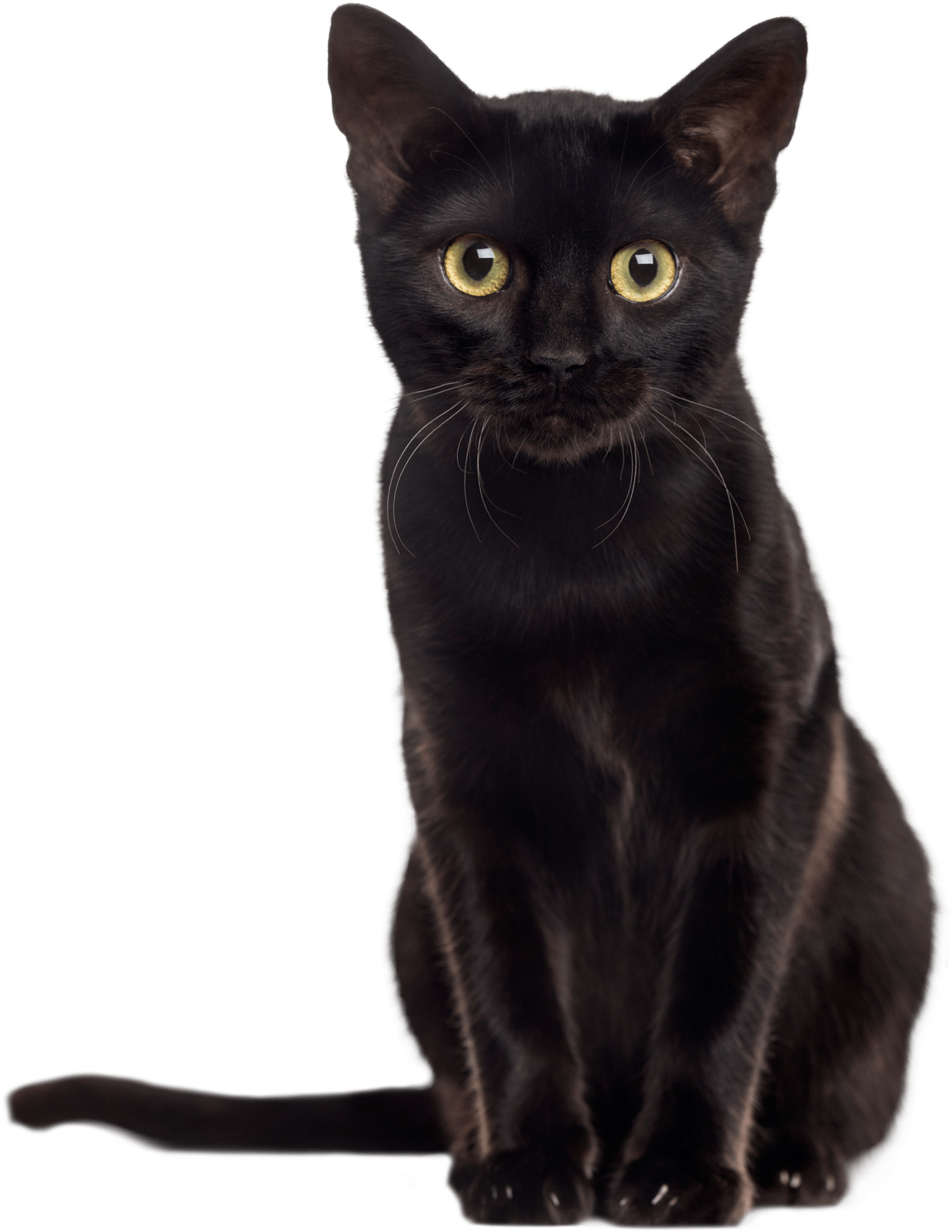 a black cat sitting on a white surface