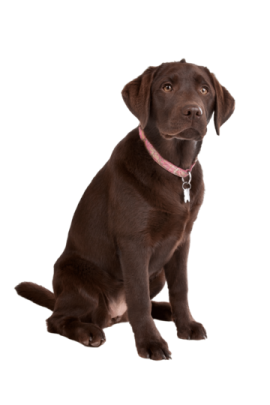 a brown dog sitting down on a white background