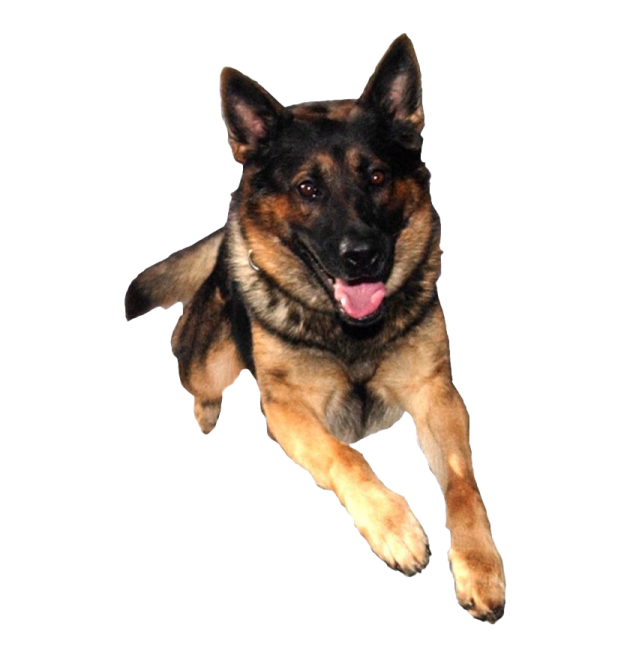 a german shepherd dog laying down on the ground
