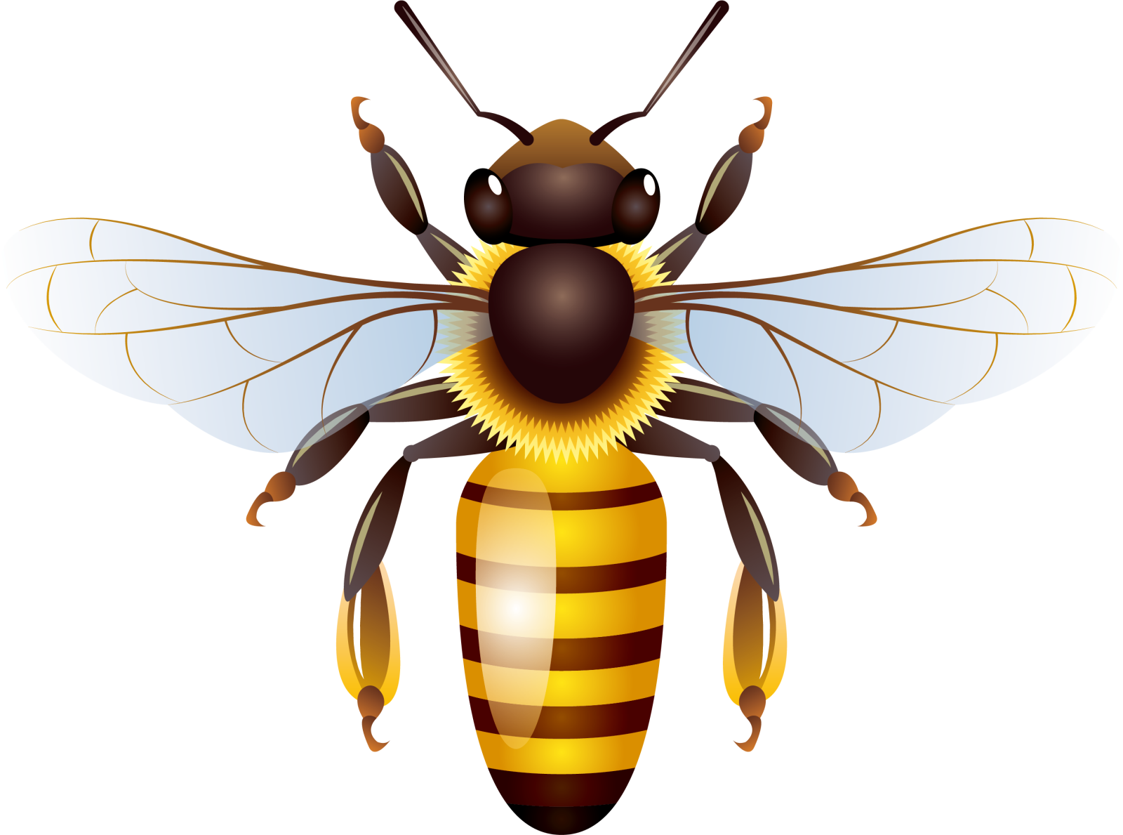 a bee on a white background