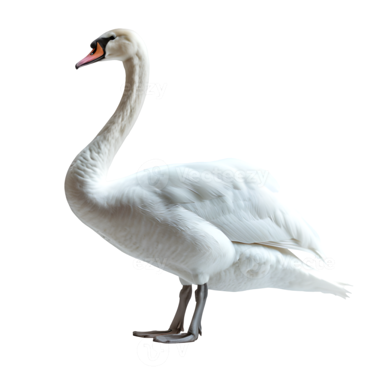 a white swan standing on its hinds