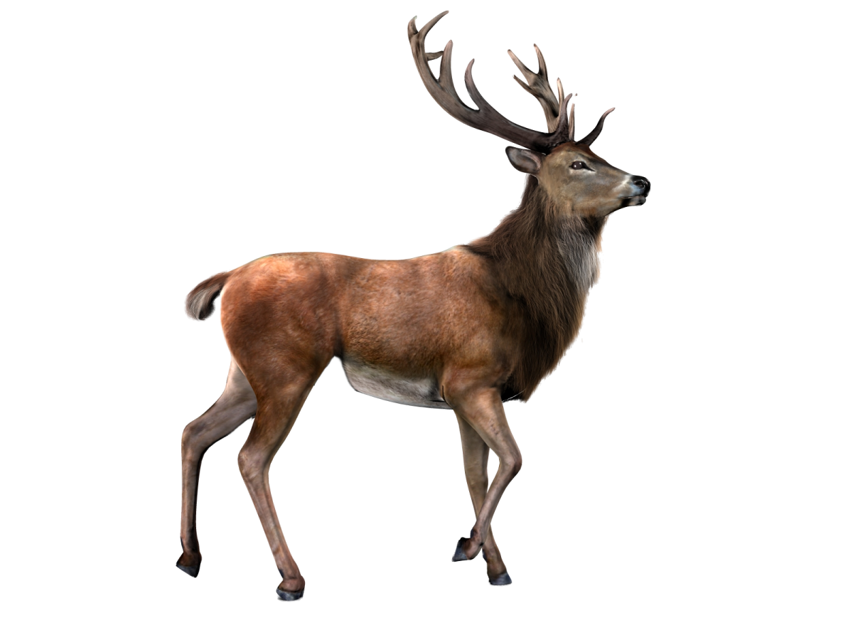 3d digital illustration of a red deer isolated on white background