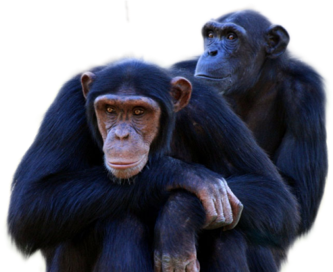 two chimps standing next to each other primate