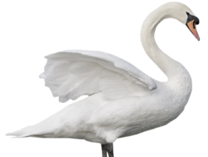 a white swan with its wings spread out