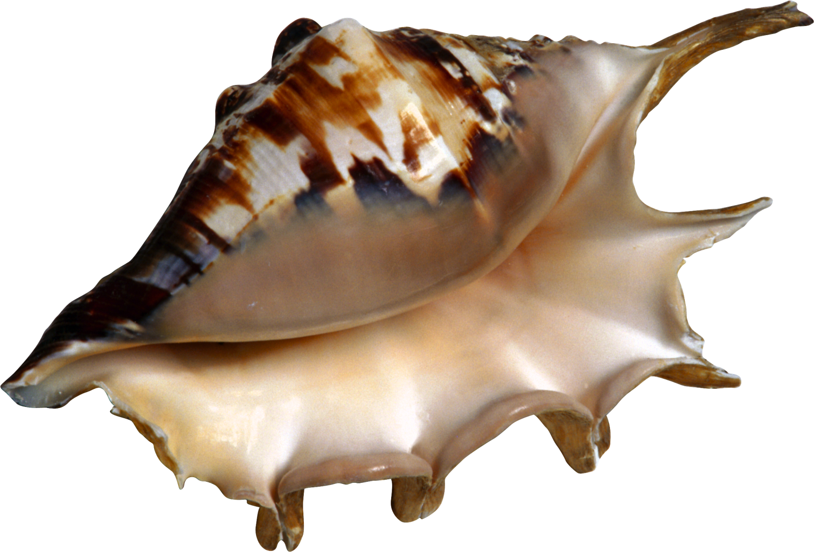 a close up of a sea shell on a white background