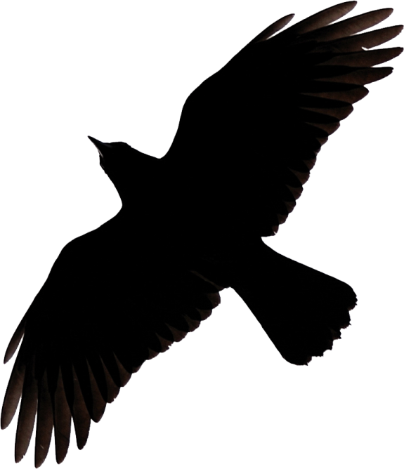 a bird flying in the air with its wings spread