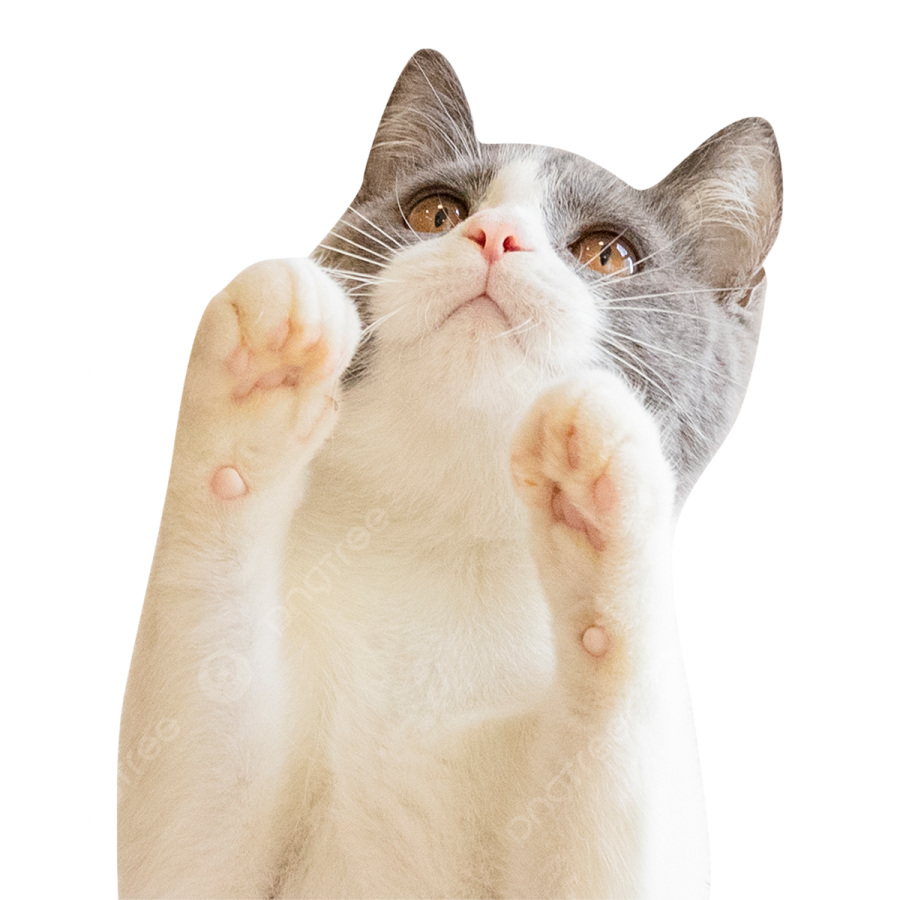a gray and white cat with its paws up