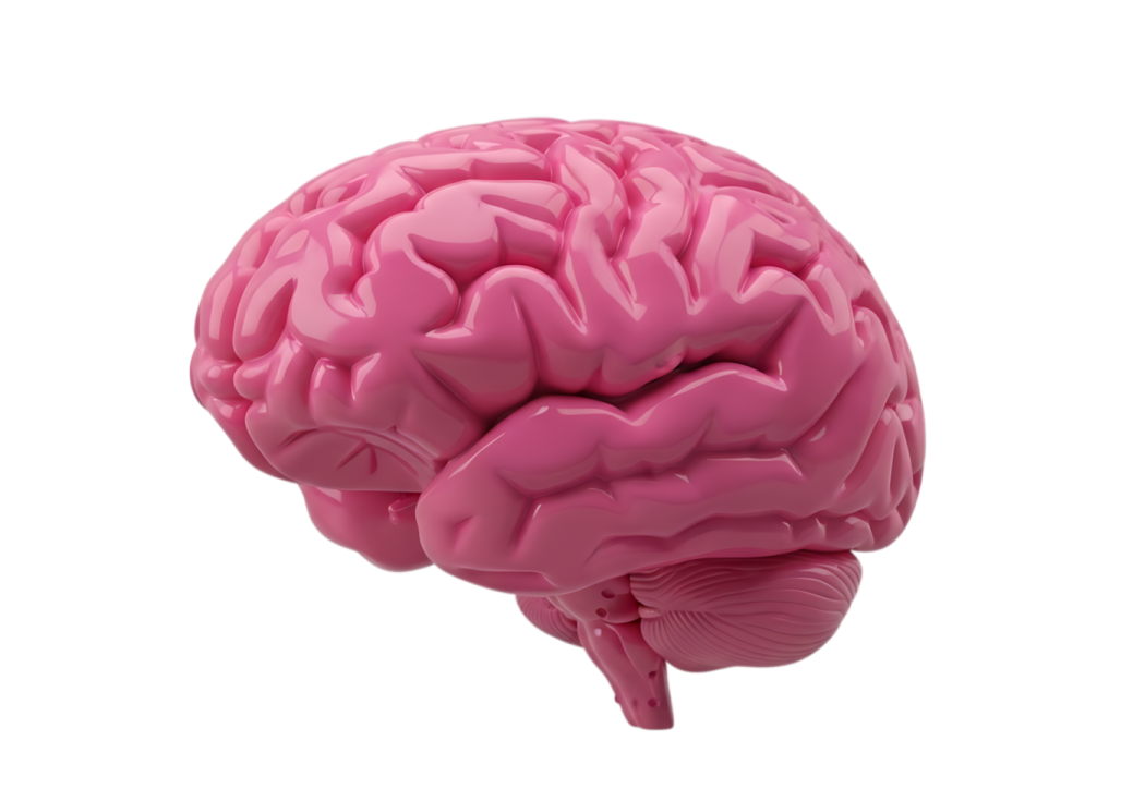 a pink brain on a white background
