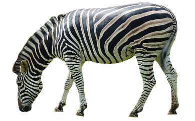 the zebra is black and white