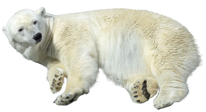 a polar bear is laying on its back