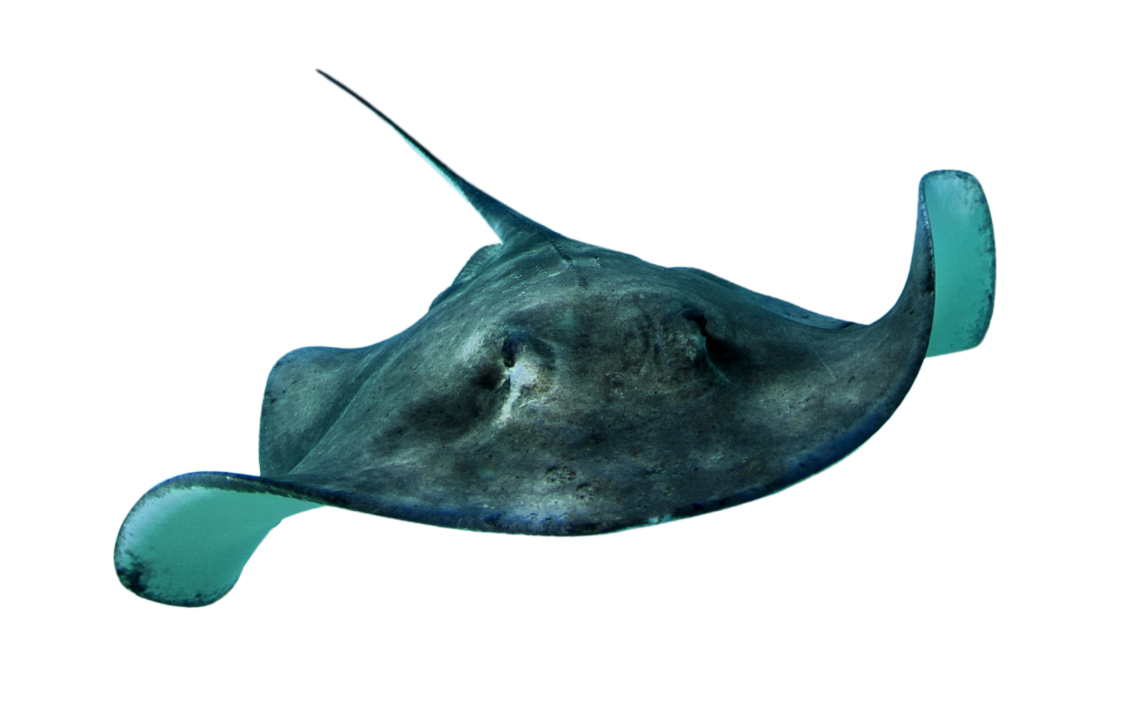 a manta ray swimming in the ocean