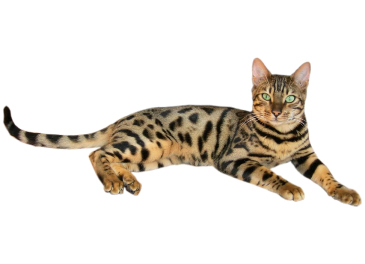 a bengal cat laying down on the ground