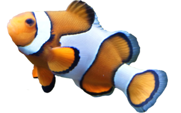 an orange and white clown fish on a white background