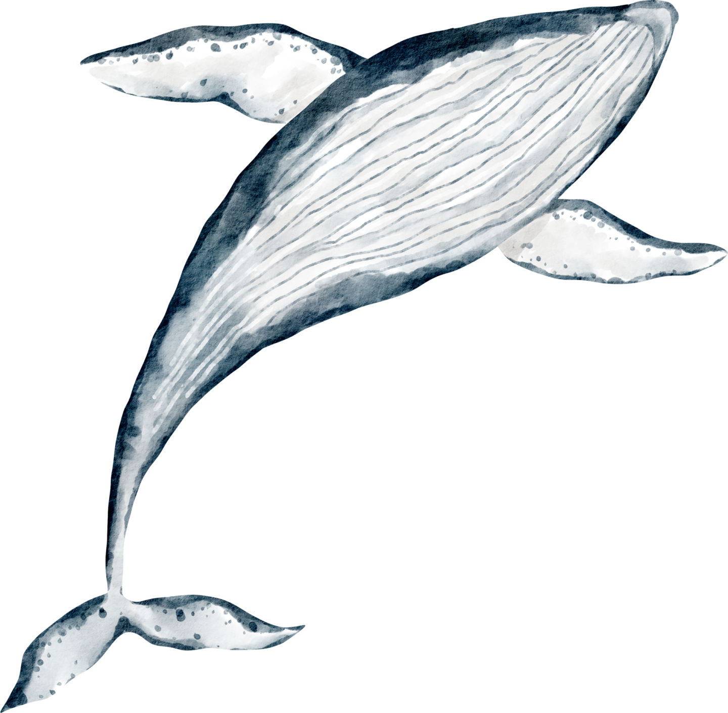 a whale in watercolor on a white background