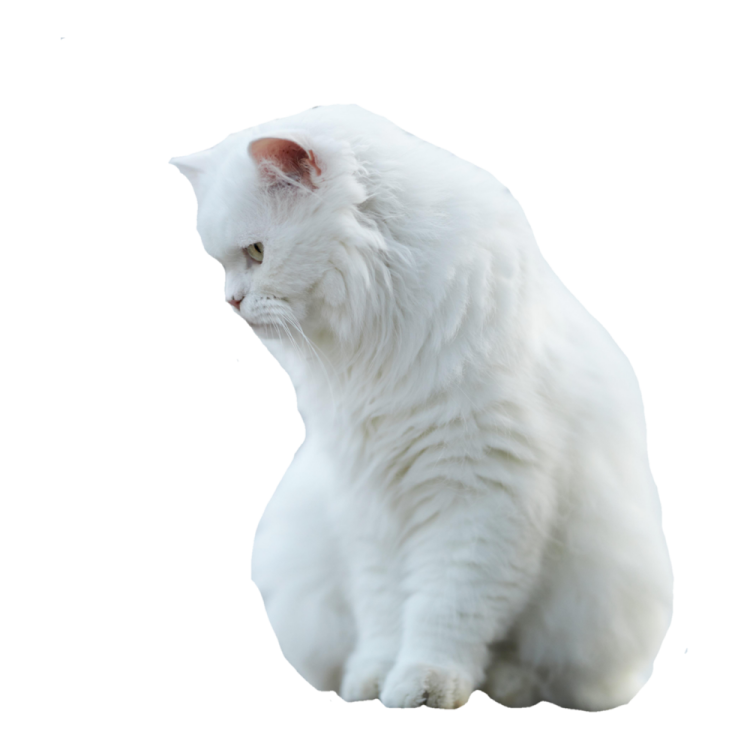a white cat is sitting on the floor
