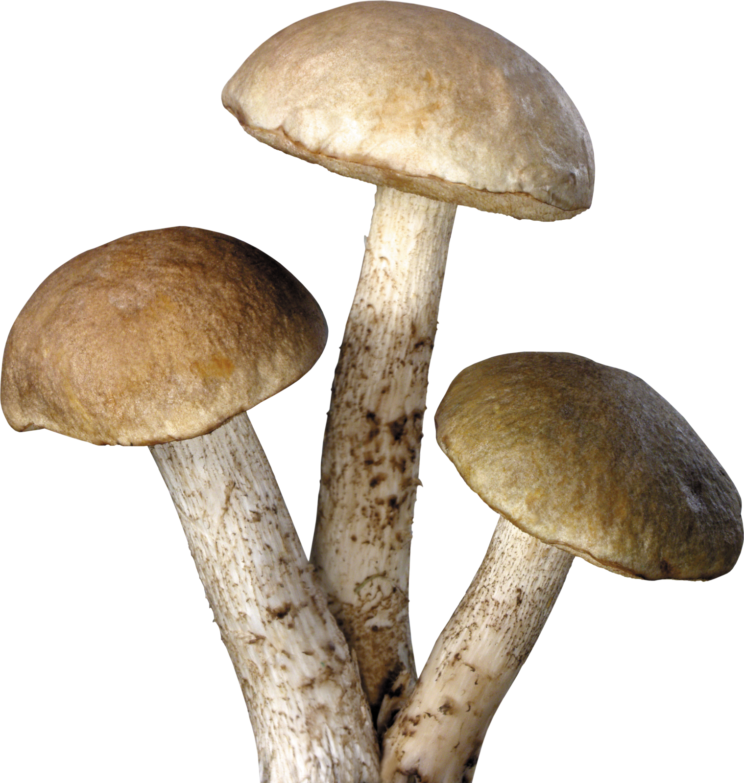 a group of mushrooms on a white background