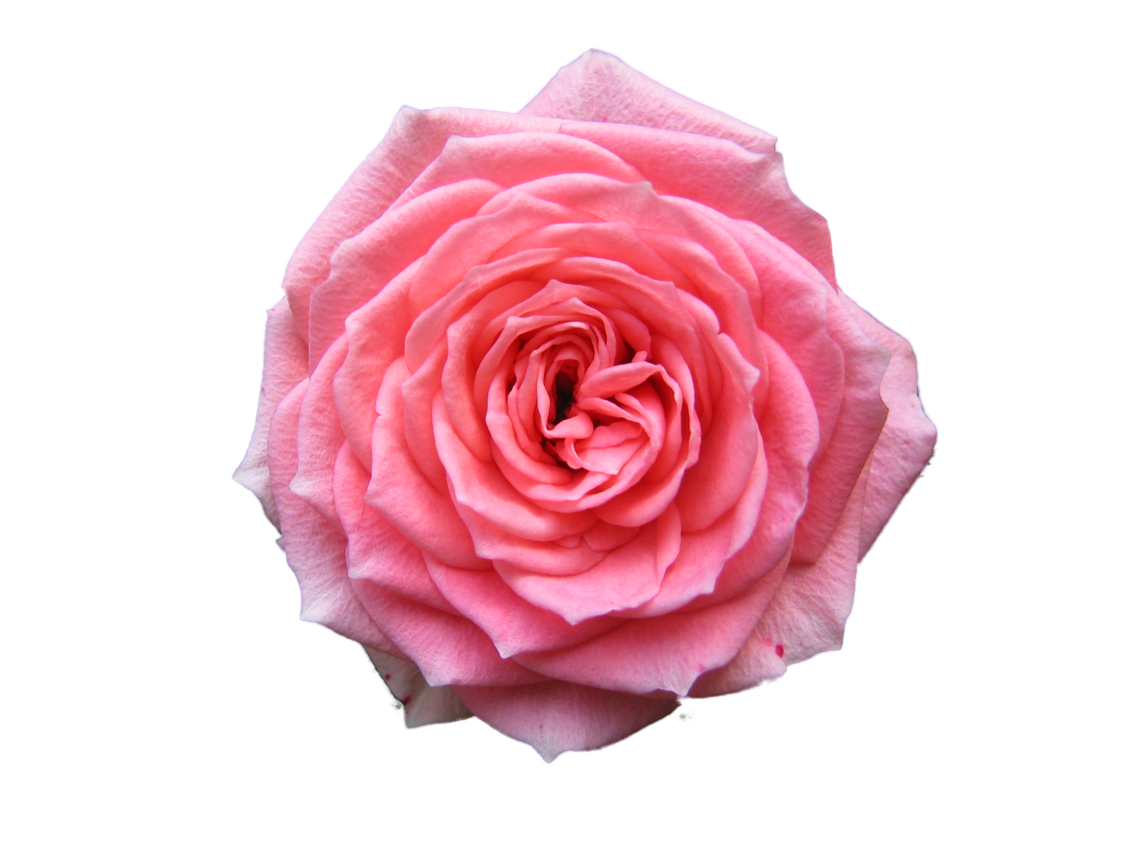 a pink rose on a white background