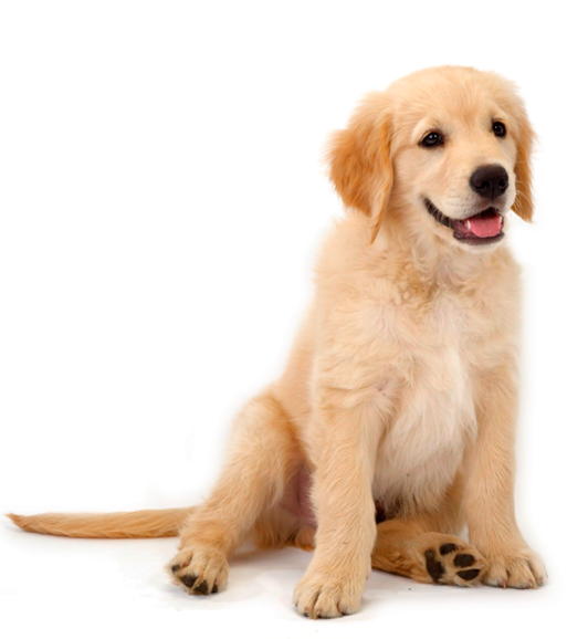 a small dog sitting on the ground
