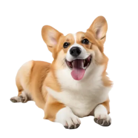 a small dog laying down with its mouth open