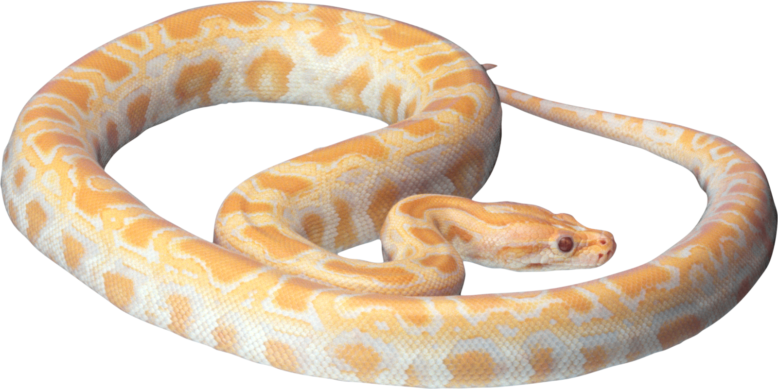 a ball python on white background