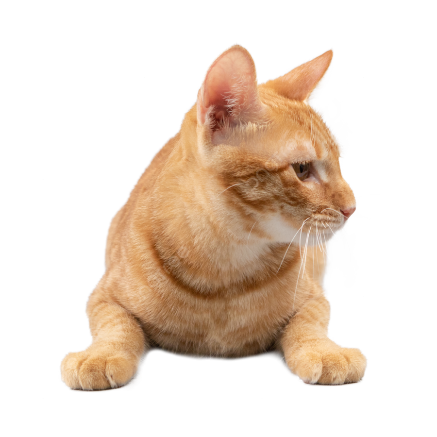 an orange cat sitting on a white surface