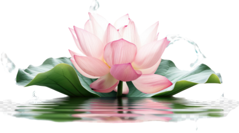 a pink lotus flower with green leaves floating in water