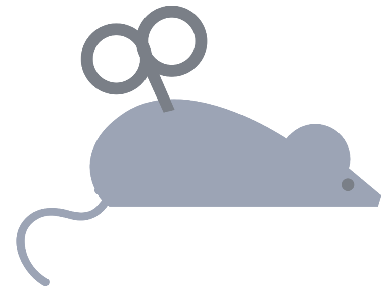 a mouse on a white background