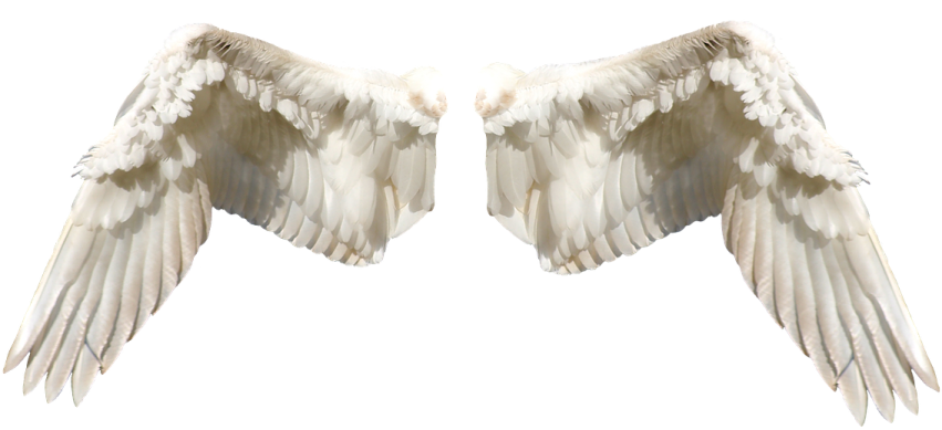 two white wings on a white background