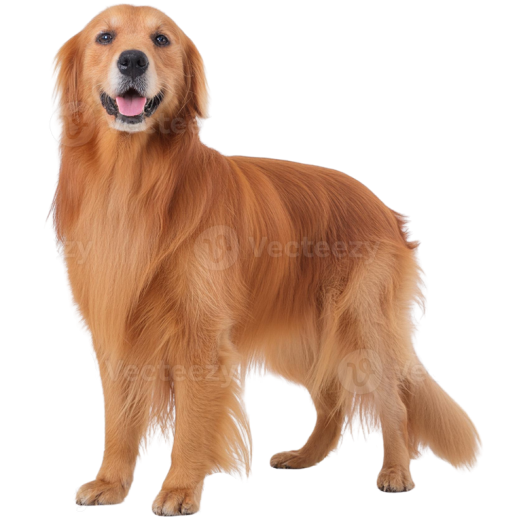 a golden retrieve dog standing in front of a white background