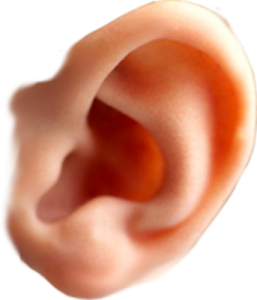 a close up view of the inside of an ear