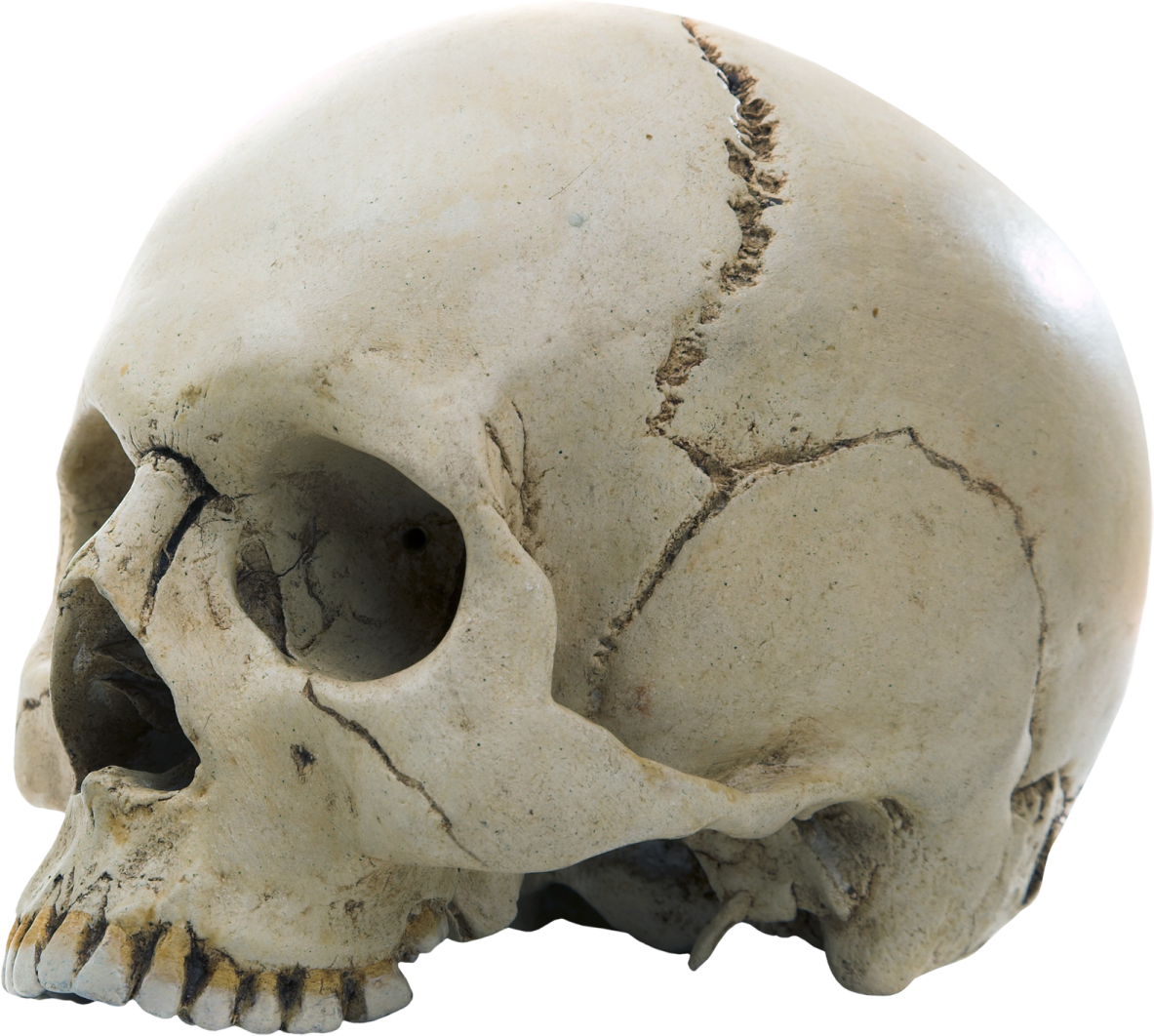 a close up of a skull on a white background