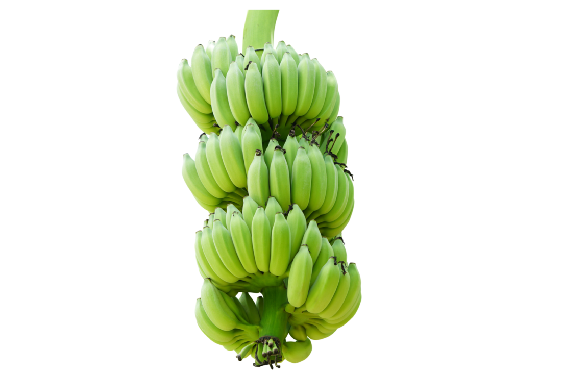 a bunch of bananas hanging from a tree