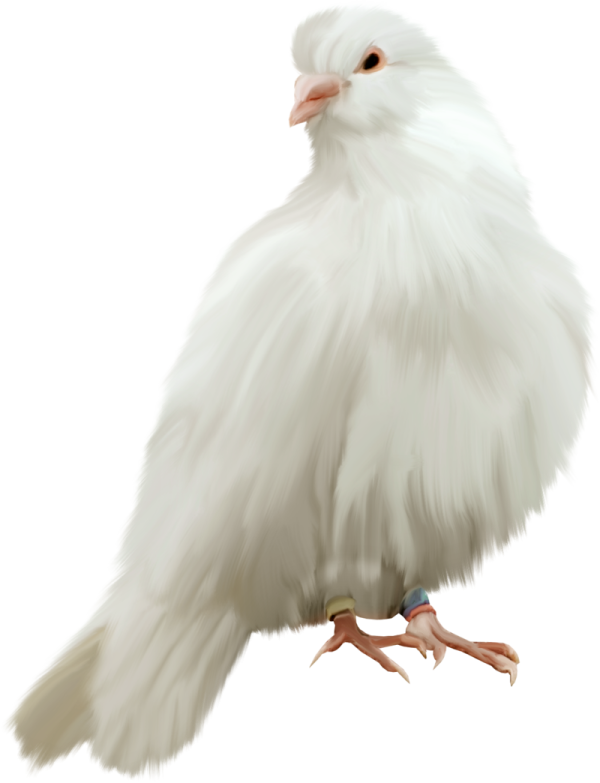 a white bird sitting on top of a branch