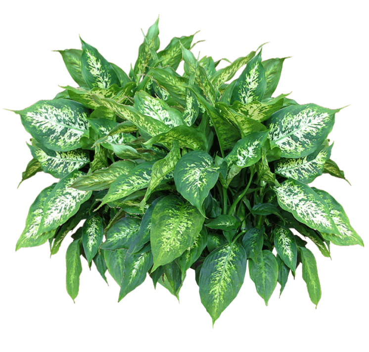 a green plant with white spots on it