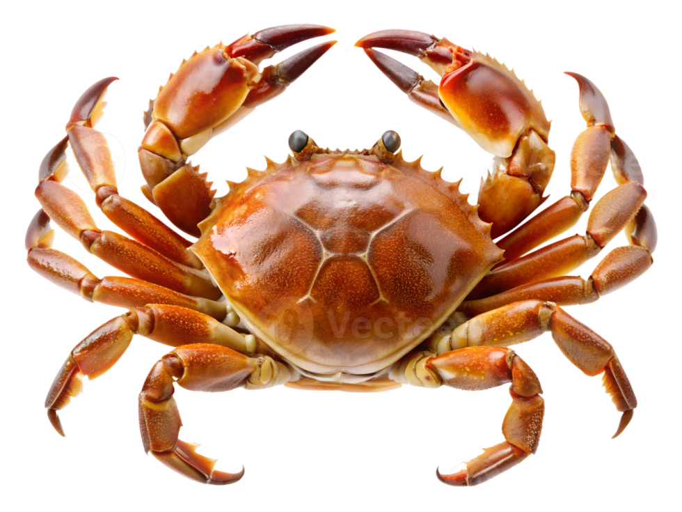 a crab on a white background