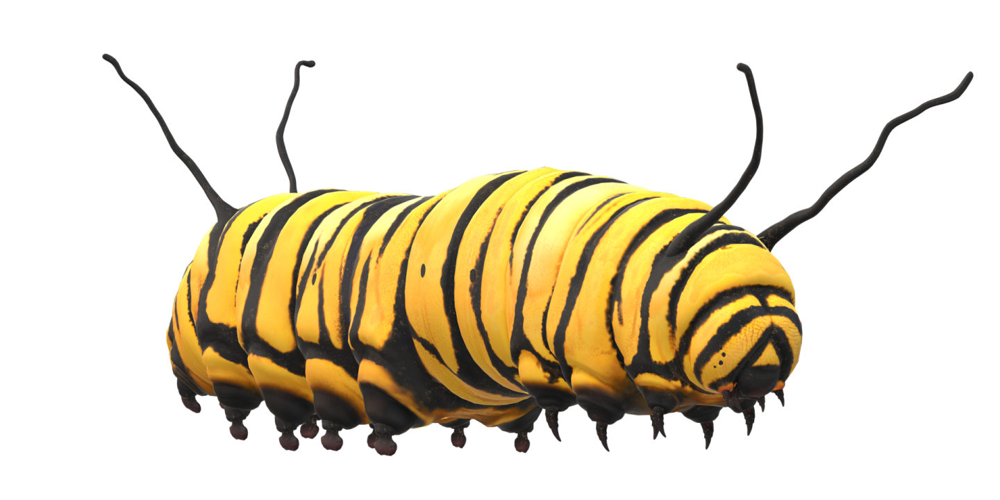 a yellow and black striped cater