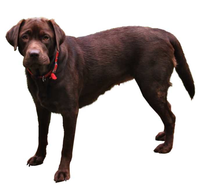 a brown dog standing on top of a white surface