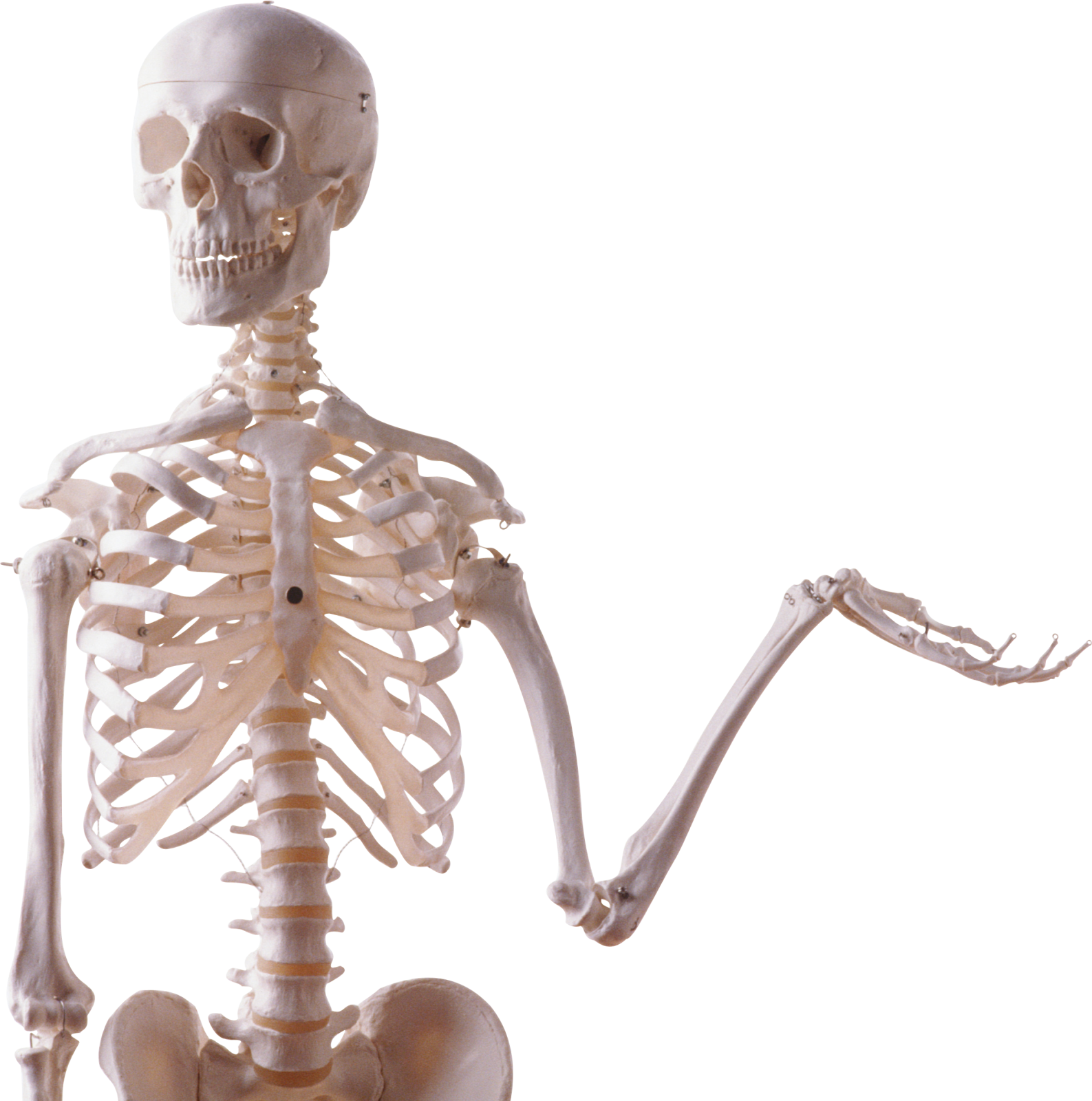 the skeleton is white