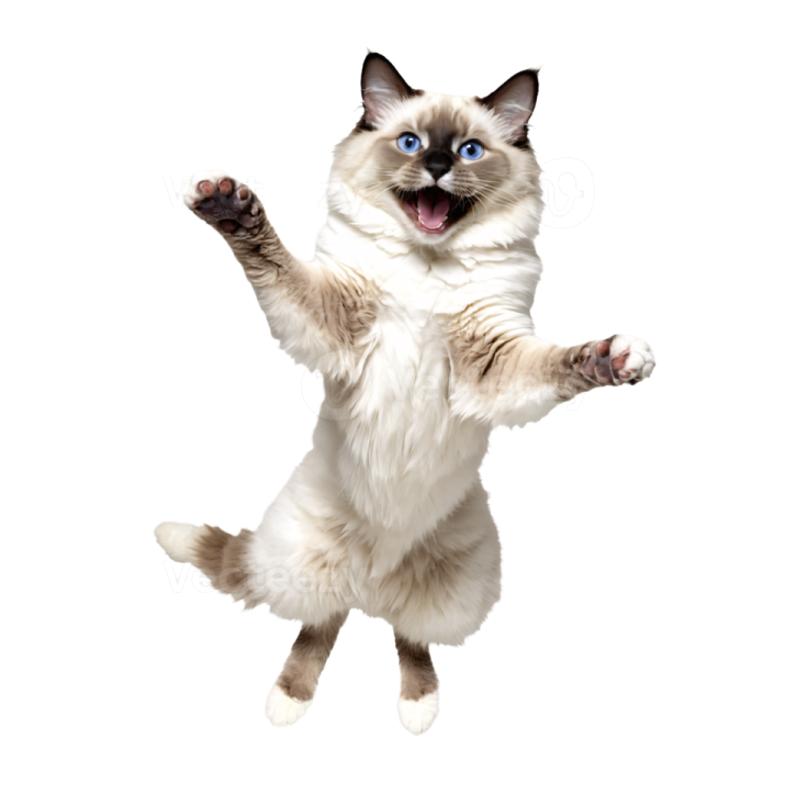 a cat is jumping in the air