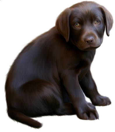 a brown dog sitting down on the ground