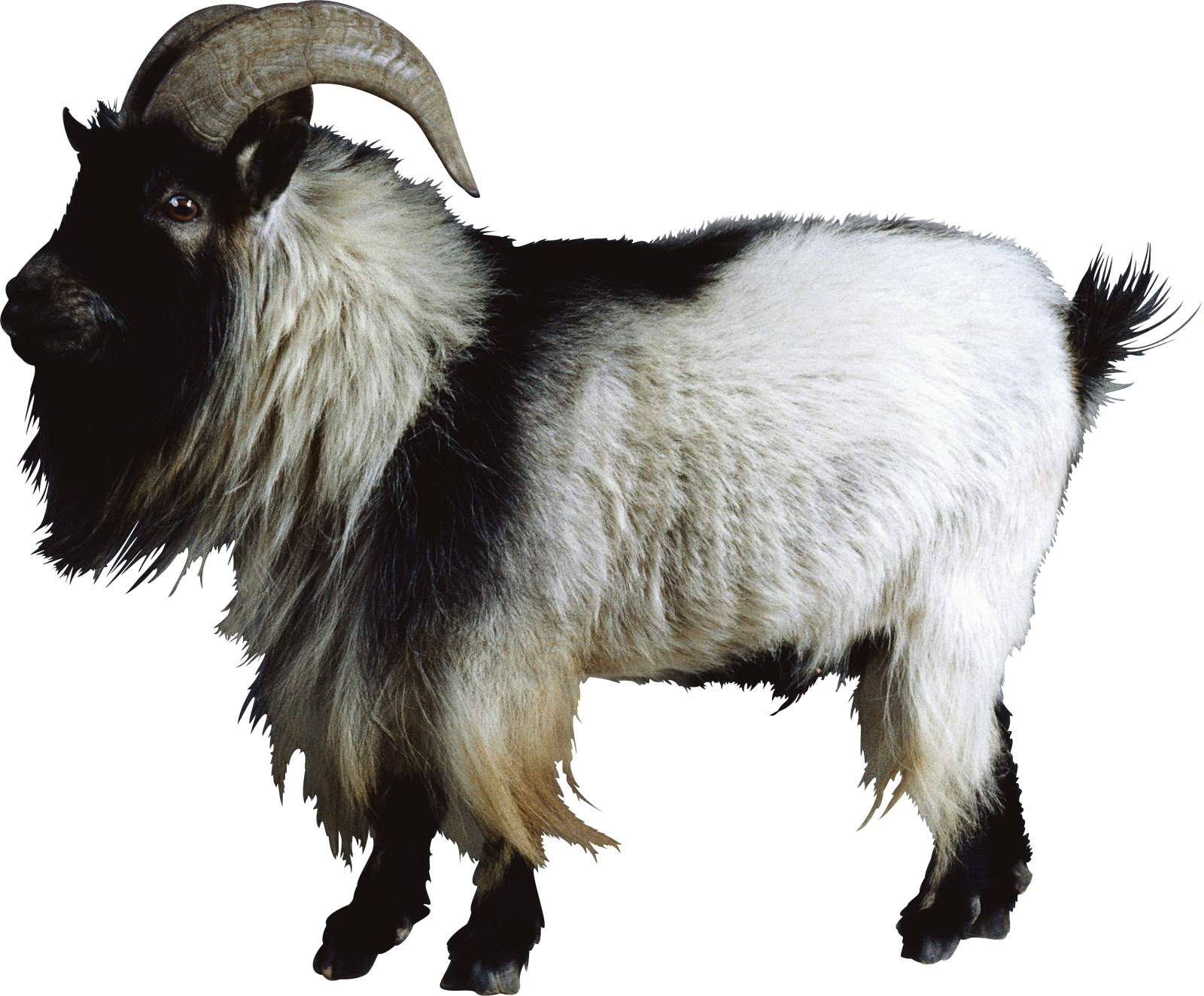 a black and white goat on a white background
