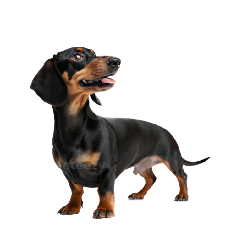 a small black and brown dog standing on a white background