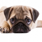 a small dog laying down on the ground