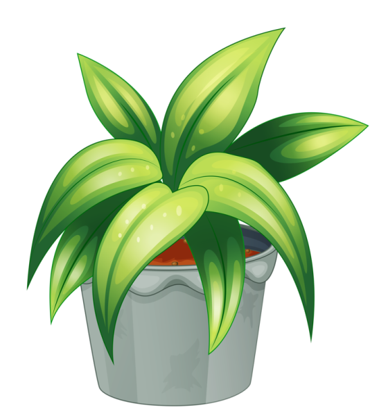 a green plant in a pot