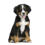a black and brown puppy sitting on a white background