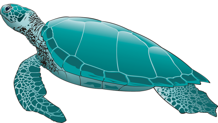a green sea turtle