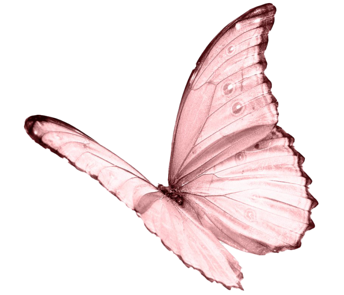 a pink butterfly on a white background